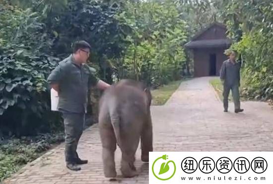 受伤小象被救后胖了200公斤-成了600斤的跟屁虫