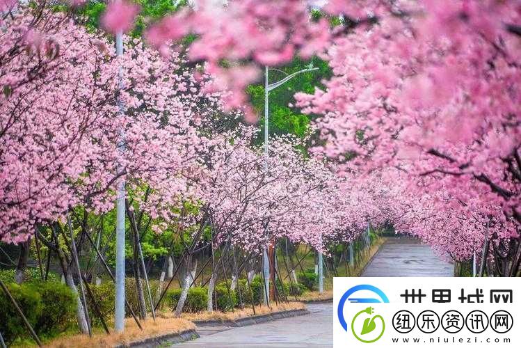 病勤楼栋-1-6-樱花：美丽绽放的景致