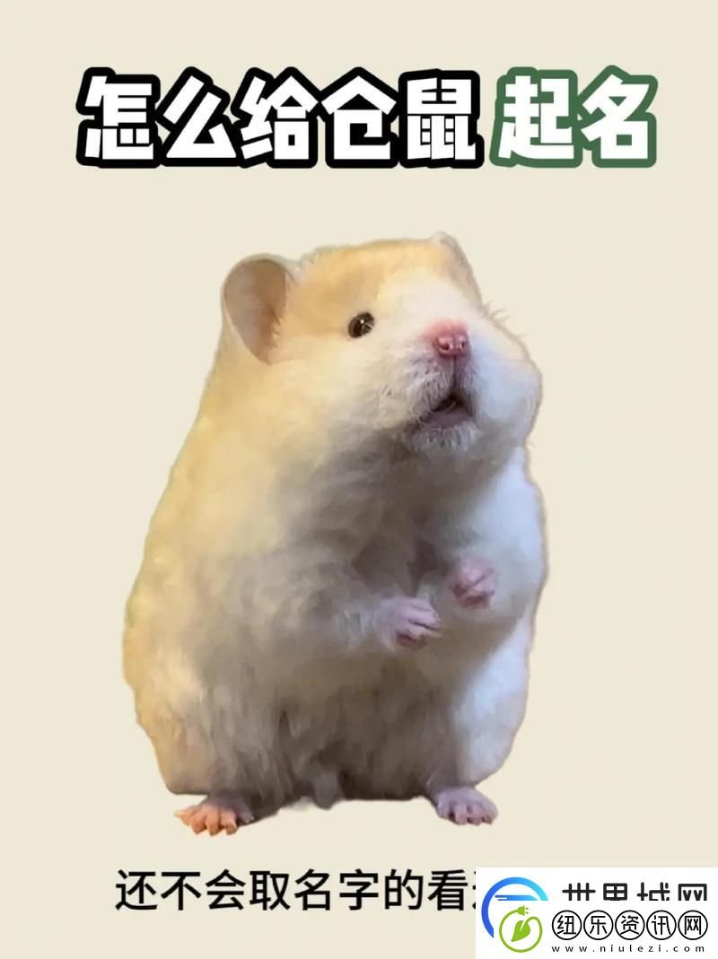 在生活的旋涡中-“儿子就是用来cha的仓鼠”的温暖时刻
