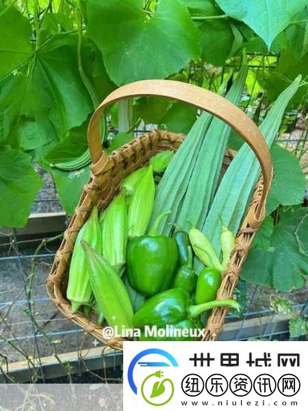 秋葵丝瓜茄子草莓榴莲樱桃-1.-秋葵与丝瓜的健康搭配-蔬菜新时代