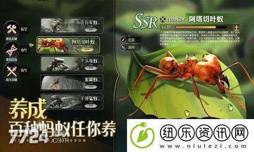 小小蚁国最强特化蚁组合-t0特化蚁推荐