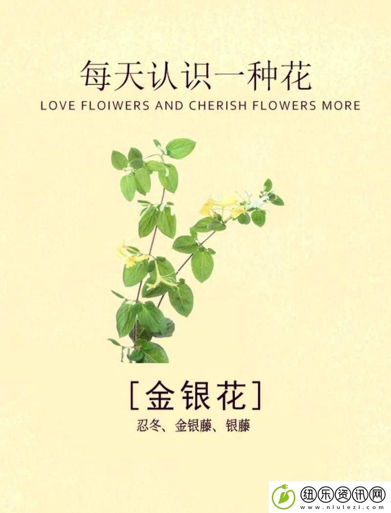双飞难下双金银花免费